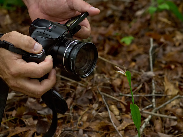 Cleistes bifaria (Small spreading pogonia orchid) + Chris Wyse