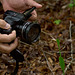 Cleistes bifaria (Small spreading pogonia orchid) + Chris Wyse