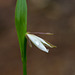 Cleistesiopsis bifaria (Small spreading pogonia orchid) not quite fully open. Please see comments below for name change.