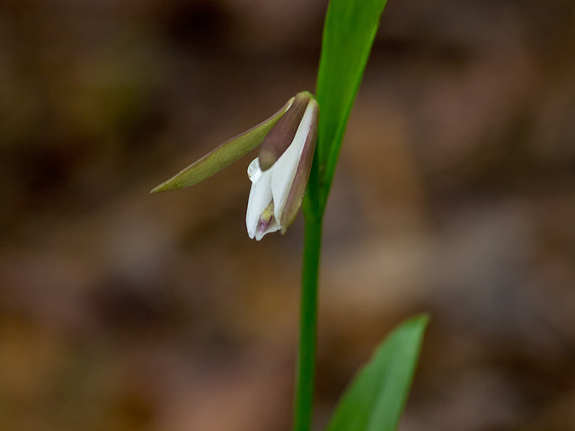 Cleistesioipsis bifaria (Small spreading pogonia orchid) not quite fully open. Please see comments below for name change.