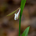 Cleistesioipsis bifaria (Small spreading pogonia orchid) not quite fully open. Please see comments below for name change.