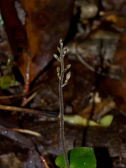Listera smallii (Appalachian twayblade orchid) unopened buds