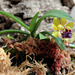 Gastrochilus  retrocallus = Haraella retrocalla ( odorata)