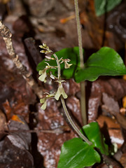 Listera smallii (Appalachian twayblade orchid)