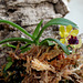 Gastrochilus  retrocallus = Haraella retrocalla ( odorata)