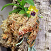 Gastrochilus  retrocallus = Haraella retrocalla ( odorata)