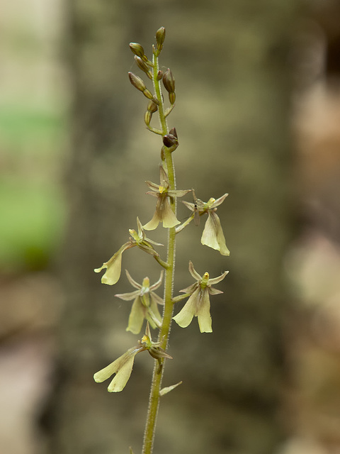 Listera smallii (Kidneyleaf twayblade orchid)