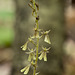 Listera smallii (Kidneyleaf twayblade orchid)