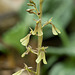 Listera smallii (Kidneyleaf twayblade orchid)