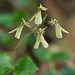 Listera smallii (Kidneyleaf twayblade orchid)