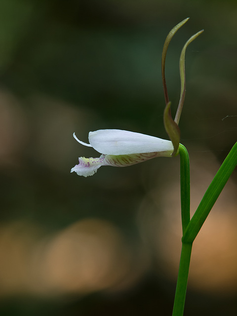 Cleistesiopsis bifaria (Upland spreading pogonia orchid)