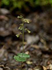 Listera smallii (Kidneyleaf twayblade orchid)