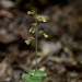 Listera smallii (Kidneyleaf twayblade orchid)