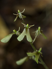 Listera smallii (Kidneyleaf twayblade orchid)