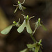 Listera smallii (Kidneyleaf twayblade orchid)