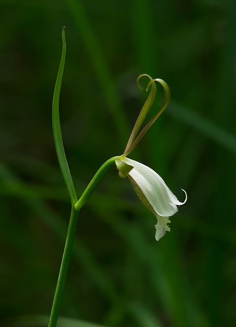 Cleistesiopsis bifaria (Upland spreading pogonia orchid)