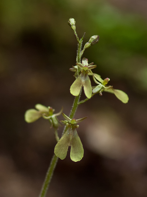 Listera smallii (Kidneyleaf twayblade orchid)
