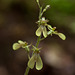 Listera smallii (Kidneyleaf twayblade orchid)