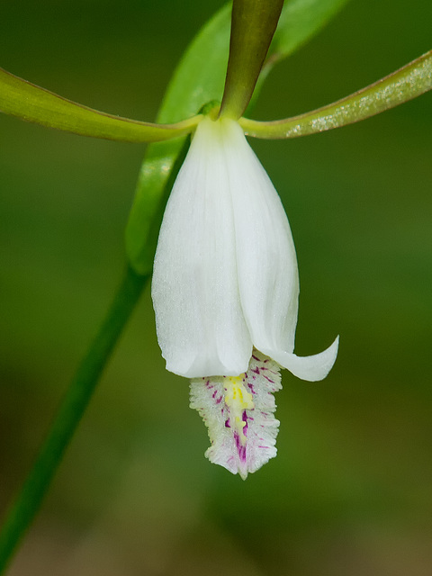 Cleistesiopsis bifaria (Upland spreading pogonia orchid)