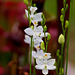 Calopogon tuberosus (Common grass-pink orchid) white form