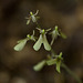 Listera smallii (Kidneyleaf twayblade orchid)