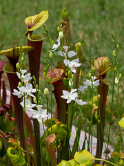 Calopogon tuberosus (Common grass-pink orchid) white form