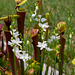 Calopogon tuberosus (Common grass-pink orchid) white form