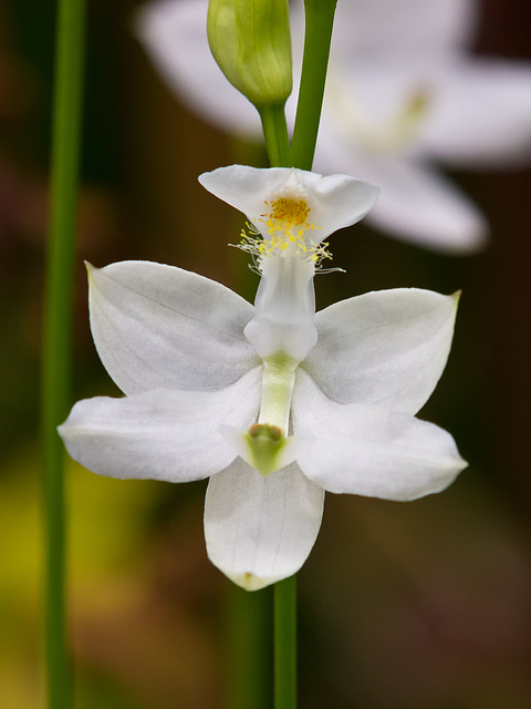 Calopogon tuberosus (Common grass-pink orchid) white form