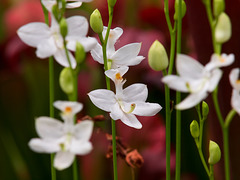 Calopogon tuberosus (Common grass-pink orchid) white form