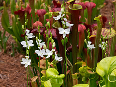 Calopogon tuberosus (Common grass-pink orchid) white form [Explore 5-30-2012]