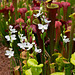 Calopogon tuberosus (Common grass-pink orchid) white form [Explore 5-30-2012]