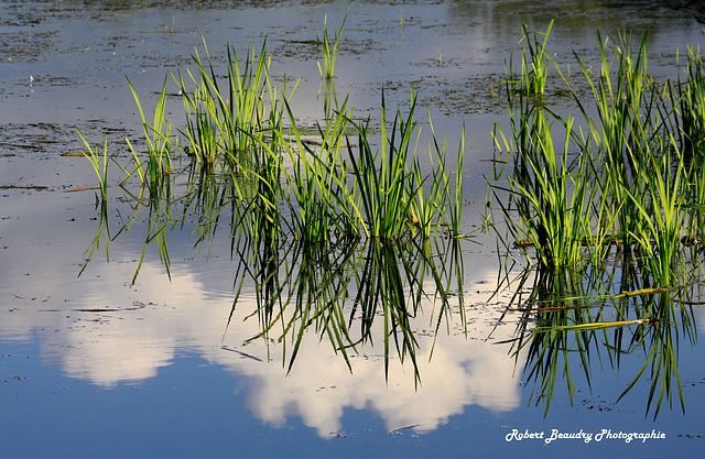 Le reflet