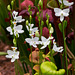 Calopogon tuberosus (Common grass-pink orchid) white form [Explore 5-30-2012]