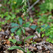 Platanthera lacera (Ragged fringed orchid)