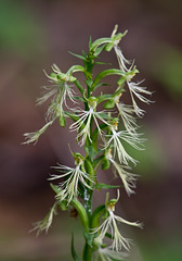 Platanthera lacera (Ragged fringed orchid)