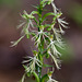 Platanthera lacera (Ragged fringed orchid)