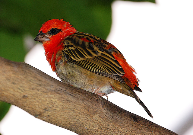 Petit oiseau des îles