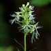 Platanthera lacera (Ragged fringed orchid)