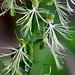 Platanthera lacera (Ragged fringed orchid)