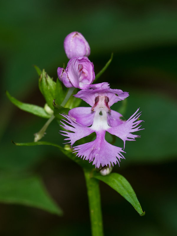 Platanthera grandiflora (Large purple fringed orchid)