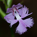 Platanthera grandiflora (Large purple fringed orchid)