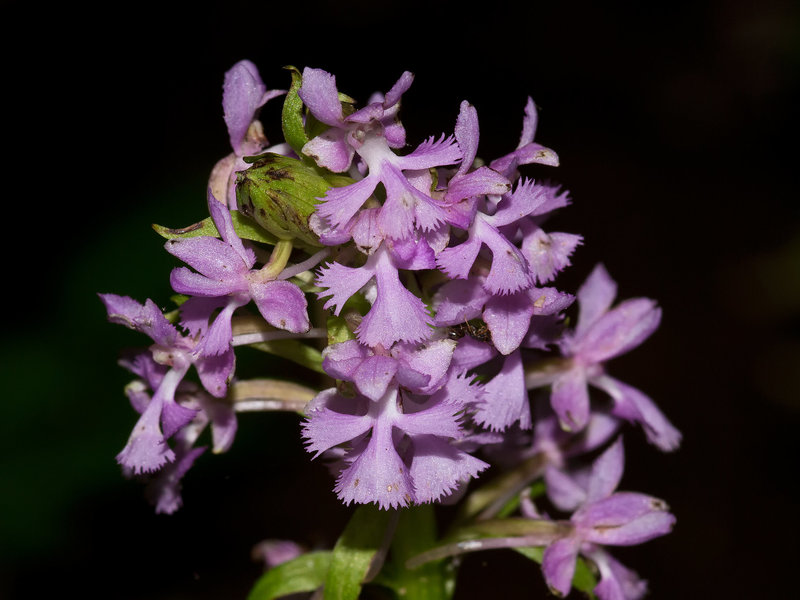 Platanthera psycodes (Small purple fringed orchid)