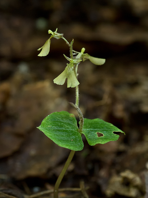 Listera smallii (Kidneyleaf twayblade orchid)