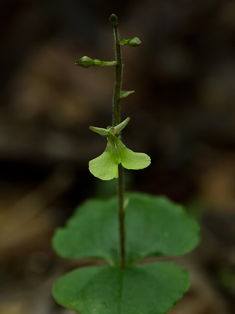 Listera smallii (Kidneyleaf twayblade orchid)