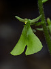 Listera smallii (Kidneyleaf twayblade orchid)