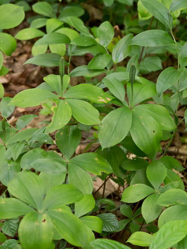Isotria verticillata (Large whorled pogonia orchid)