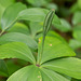 Isotria verticillata (Large whorled pogonia orchid)