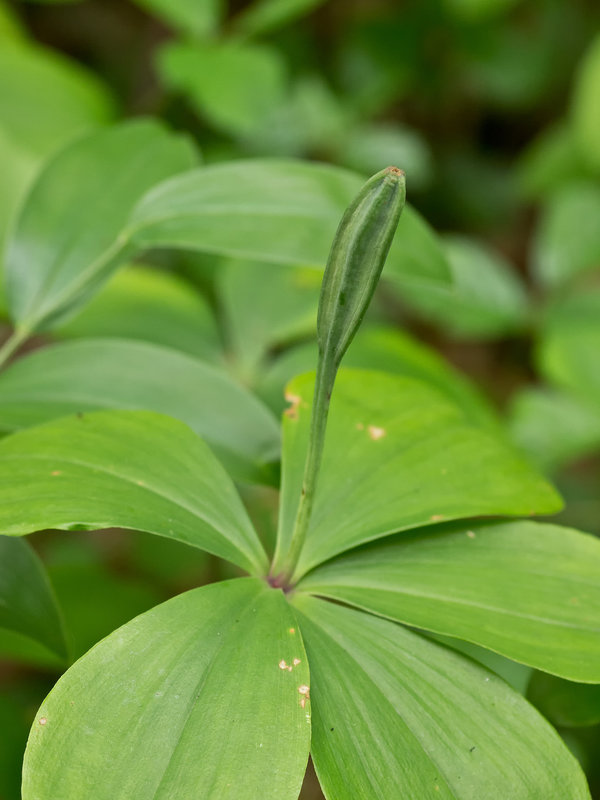 Isotria verticillata (Large whorled pogonia orchid)