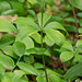 Isotria verticillata (Large whorled pogonia orchid)