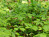 Isotria verticillata (Large whorled pogonia orchid)